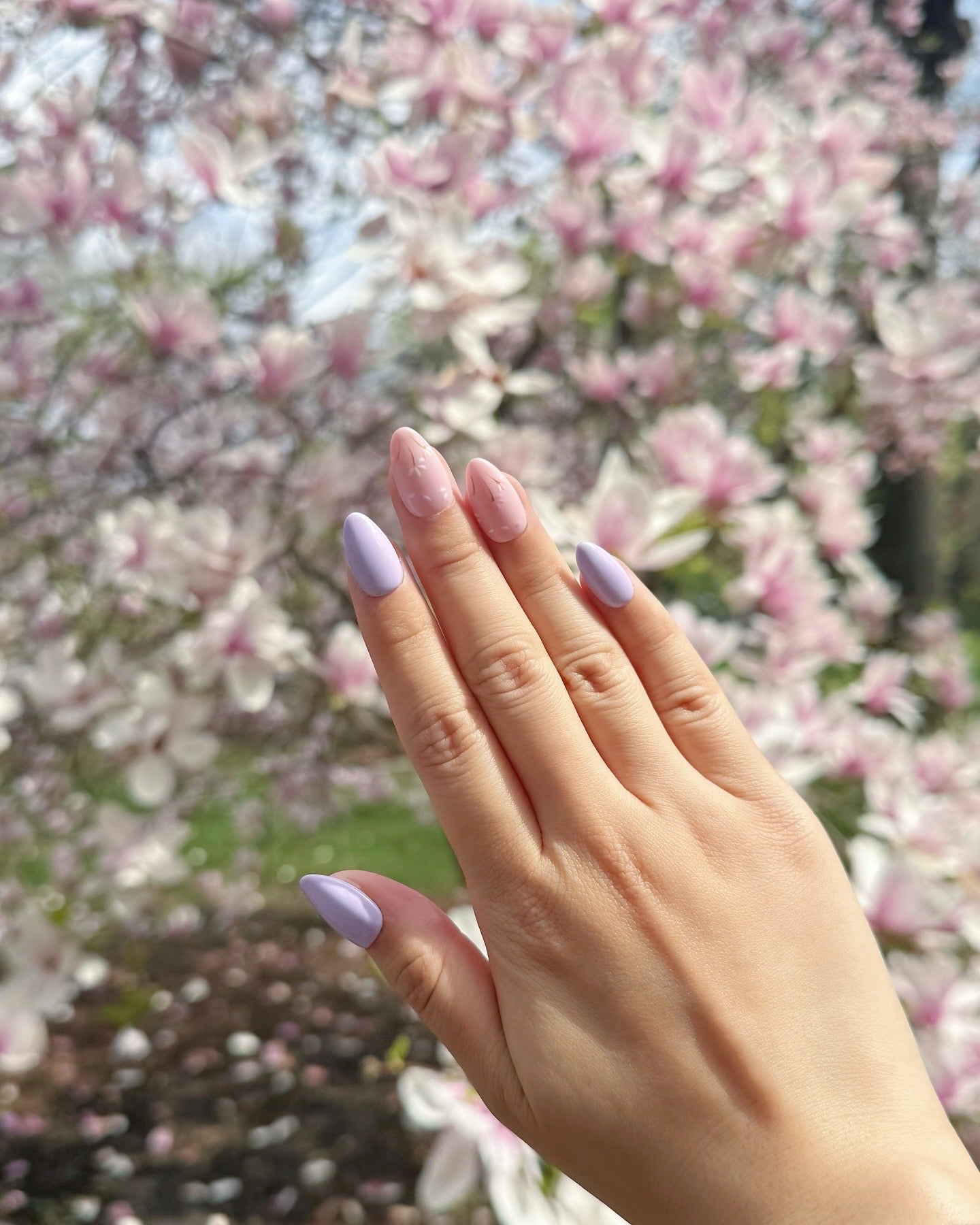 Lavender Dreams