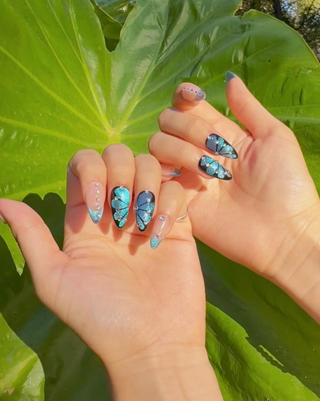 Moonlight Butterfly